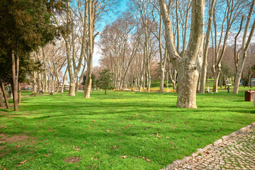 Fototapeta na wymiar Old and mature public gulhane park established by ottoman empire in istanbul covered by lively green grass and huge pine tree bodies in gulhane park during sunny day.