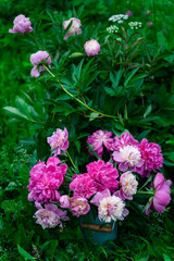 Bouquet of pink peonies in milk can standing near peony bush in garden, closeup view