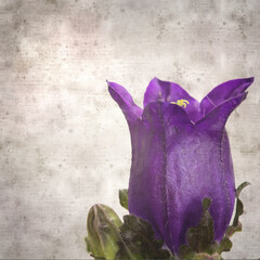 square stylish old textured paper background with dark blue bellflower
