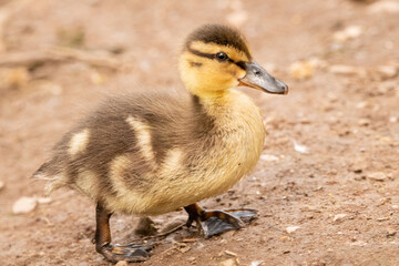 Duckling
