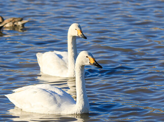 Obraz premium 水辺に浮かぶ白鳥