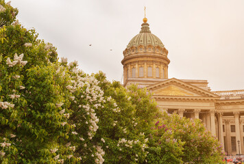 blooming ,  lilac on the background of the dome of  Kazan Cathedral, St. Petersburg,