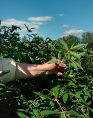 Woman picking honeysuckle berries from a bush in garden