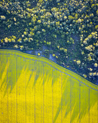 Aerial drone top view of yellow blooming field