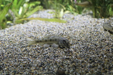 つちふき
