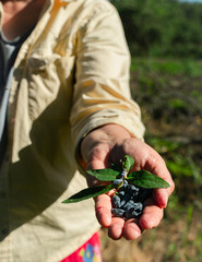 Woman holding a handful of honeysuckle berries, closeup view. Outdoors shot.