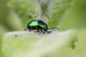 Mint leaf beetle in the species' own habitat