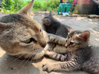 Mother cat and daughter 