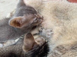 Kitten breast feeding