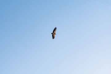 Griffon vulture spinning on the sky above Rocca del Crasto mountain, Sicily