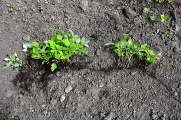 A young raspberry plant with roots. Rhizome with shoots. Vegetative propagation of raspberries. Root and sprouts with leaves.
