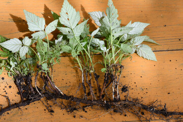 A young raspberry plant with roots. Rhizome with shoots. Vegetative propagation of raspberries....