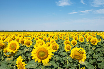 Field of bright yellow ripe sunflowers and blue sky. Summer agriculture concept
