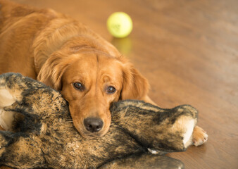 golden retriever puppy