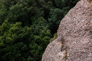 Mountain goat in Montserrat mountain, Barcelona, Spain