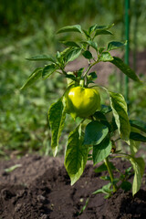 Unripe bell pepper growing on a garden bed