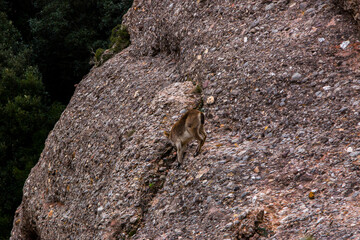 Mountain goat in Montserrat mountain, Barcelona, Spain