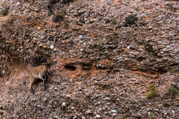 Mountain goat in Montserrat mountain, Barcelona, Spain