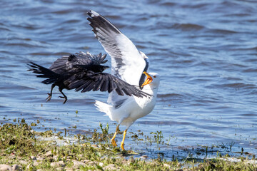 Crow and a Lesser Great Black Backed Gull fight over a fish