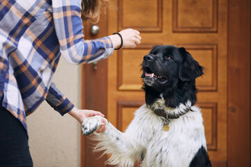 Dog (Czech mountain dog) giving paw teenage girl during obedience training against door of house. .