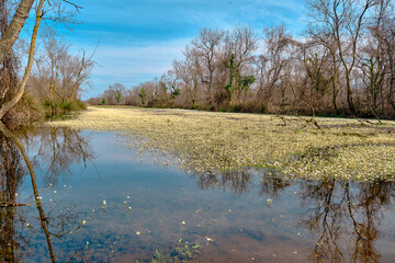 Marsh and floodplain (longoz ormani) in Karacabey Bursa. Small pond and water behind the huge body of trees. Many types of plants. Body of tree and its reflection on the water and pond in marshy area.