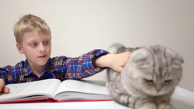 Schoolboy Reads Book And Petting The Cat That Sitting In Foreground Scottish Fold Boy Studies Book Back To School Homework Preparing For Control Work Grade School School Teaches Lessons Learn At Home 