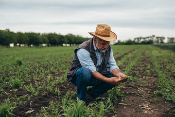 Naklejka na ściany i meble agricultural worker examining corn plant root on field