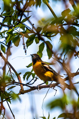 Gathering Oriole