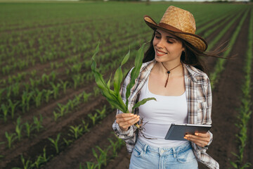 woman agronomist examining corn plant in field - obrazy, fototapety, plakaty