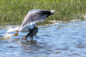 lesser great black backed gull with a large fish
