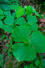 結実したエンレイソウ