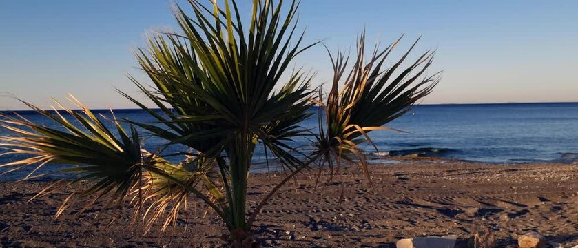 Liść palmy na tle morskiej plaży