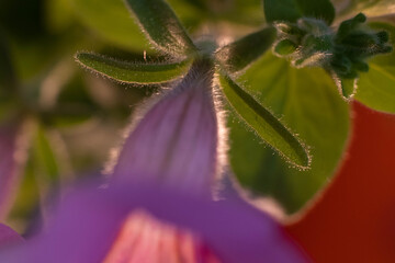 Petunia flowers with dew drops at sunrise in summer