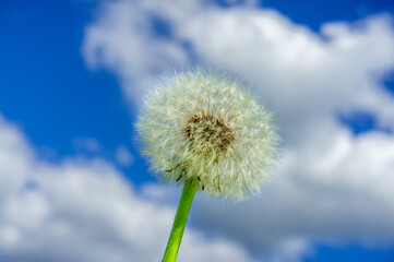 white fluffy dandelion on the background of the sky