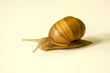 grape snail on a light background