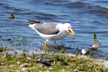 lesser great black backed gull enjoying a fish dinner