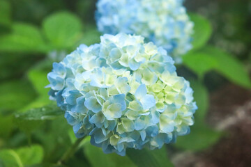 アジサイ 紫陽花 あじさい 花びら 美しい 幻想的 さわやか かわいい 綺麗 優美 満開 リラックス ブルー