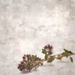Fototapeta na wymiar square stylish old textured paper background with sprig of thyme