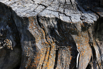 old wood texture background abstract