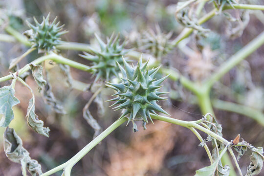 Fruits of Datura ferox that grow wild