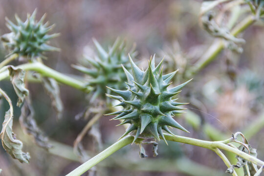 Fruits of Datura ferox that grow wild