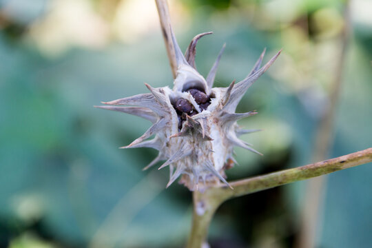 Fruits of Datura ferox that grow wild