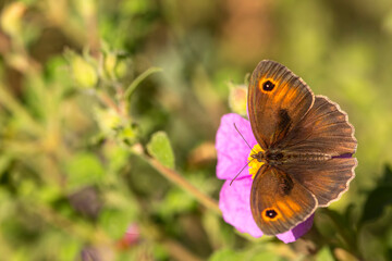 A beautiful butterfly, Scientific name; Maniola jurtina