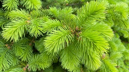 young green pine, many needles on the branches, prickly and ever-green tree