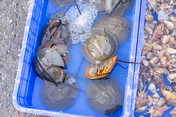 Live sea crabs and marine life lie in a tray at an Asian fish market. Vietnamese market. Sea catch.