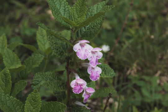 Wild bastard balm flowers in a forest