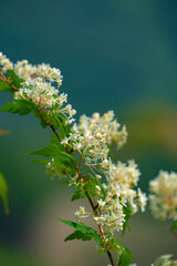 コゴメウツギの花