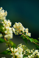 コゴメウツギの花