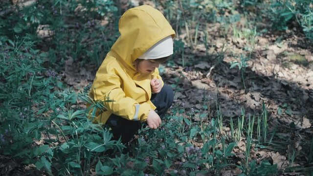 Small infant in a yellow hooded jacket is plucking early spring flowers of Pulmonaria obscura blue in the forest. The concept of a happy childhood and nature walks