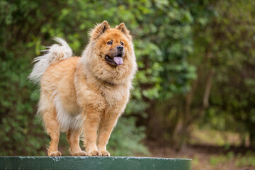 Tan Chow Chow dog in a forest